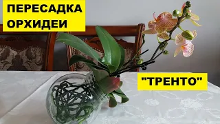 ПЕРЕСАДКА ОРХИДЕИ ФАЛЕНОПСИС "ТРЕНТО"