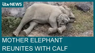 Aerial shots show mother elephant cuddling her missing calf days after reunion | ITV News