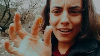 LIMPIEZA de cuadros de cajas de abejas (fundimos cera y comemos brescas naturales )VLOG CRUDO RURAL