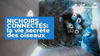 Nichoirs connectés : la vie secrète des oiseaux enfin sur caméra - Le Jardin Extraordinaire 🌍