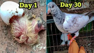 Day to day growth of baby pigeon | Baby Pigeon growth stages (1-35)days | Pigeon's Everywhere