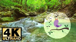 🌿🎼👍 The ringing singing of the Nightingale on the bank of a mountain stream.