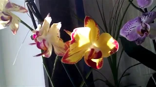 Поздравляю Всех со светлым праздником Пасхи!Орхидеи,стрептокарпусы ,кроссандра,бугенвилия