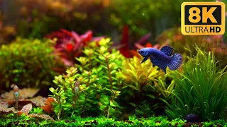 My New Betta Fish And His Planted Aquarium