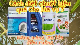 OM18 Thu Đông 39 ngày chia sẻ cách diệt chuột hiệu quả khi lúa chuẩn bị có đồng