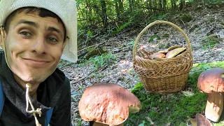 We collect CEPE MUSHROOMS in the FOREST. PRIKARPATIA UKRAINE. 2023 boletus edulis