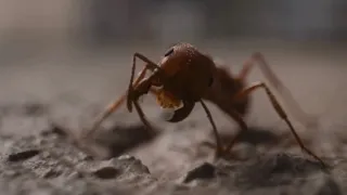 Chuck asks an ant if it passed the bar