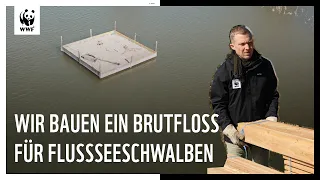 Wir bauen ein Brutfloß für Flussseeschwalben.