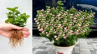 Unique ideas for your summer garden  How to propagate and grow purple chrysanthemums