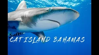 Shark diving in the Bahamas - Fun with Oceanic Whitetip Sharks