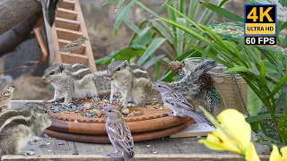 Cat TV For Cats to watch Birds and Squirrels on Wooden Stump in Wide angle - 10 hour 4k UHD 60 FPS