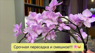 Срезаю цветоносы и вперёд! Восстановление орхидей!🌸😈💪🏻