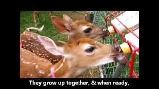 Adorable Fawn Feeding Time @ Antler Ridge