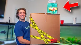 UNBOXING CREEPY AXOLOTL Aquarium for My Fish Room!