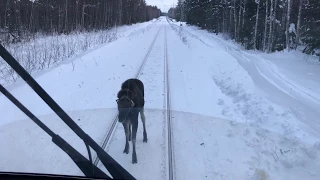 Crazy moose challenging a train