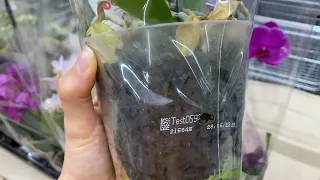 Завоз орхидей в магазин где купить растения фаленопсисы Минск МЕГА Грошык