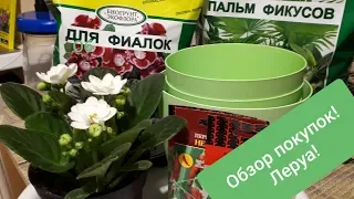 Обзор покупок в Леруа. Фиалка, горшочки, грунт, семена! Планы! 01.02.19г.