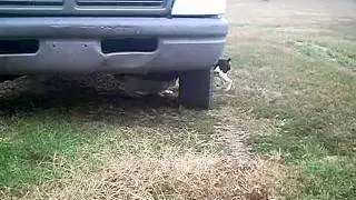 Rat terrier vs. Cat
