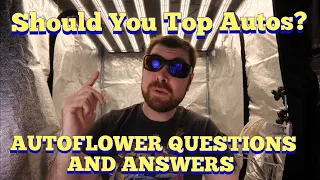 THINGS TO KNOW ABOUT AUTOFLOWERS - SHOULD YOU TOP?