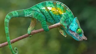 Chameleons: Masters of Change and Camouflage