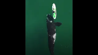 Gaint Whale Approaches unsuspecting paddle boarder