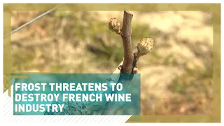 Frost threatens to destroy French wine industry