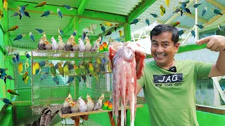 My 200 Pairs of African Lovebirds and Parakeet Breeders - Feeding Birds with a Giant Cuttlefish Bone