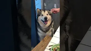 Eating Out with Friends Brings Unexpected Surprise - An Adorable Alaskan Malamute!...