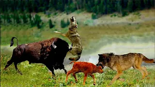 Mother Bison Beat The Wolf And Rescue Her Child - Wolf VS Bison, Moose Wolf Failed Miserably -