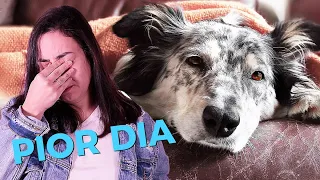 6 sinais que seu cachorro está MORRENDO