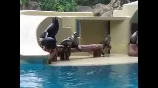 Loro Parque - Espectáculo completo de los Leones Marinos