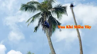 Hồi hộp và gây cấn khi Vua Khỉ đến Bến Tre thử thách với nhiều cây Dừa cao (p1) Cutting coconut tree