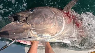 *GRAPHIC* Selling a Giant Bluefin Tuna (The REAL Wicked Tuna)