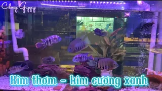 Kim Thơm Ngũ Sắc và Kim Cương Xanh mới về | Cherry Guppy