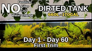 Aquascape Tutorial: Epic Dirted Tank Growth, First Trim, No Water Change, No CO2, No Filter | 2024