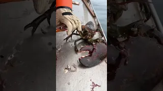 Maine lobster crusher vs pincher claw