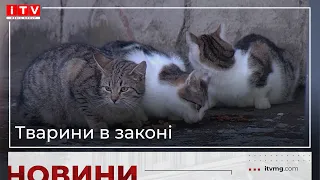 Тварини у законі: що "світить" кривдникам за жорстокість?