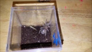 My New Sling Grammostola Pulchra Brazilian Black Tarantula