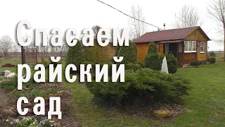 Спасаем райский сад соседки