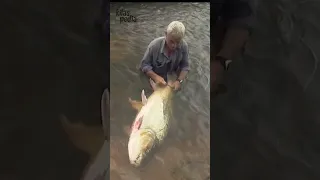 ikan mas gigi hiu goliath tigerfish