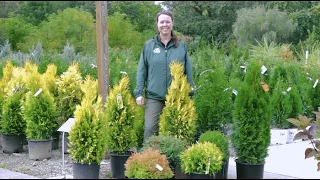 PETITTI Growing Arborvitae | Tree + Shrub Varieties Perfect for Evergreen Color
