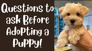 Questions to Ask Before Adopting or Buying a New PUPPY