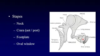 Temporal Bone Anatomy 1