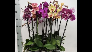 Орхідеї в квітковому гаражі! Номер для замовлень - в першому коментарі!