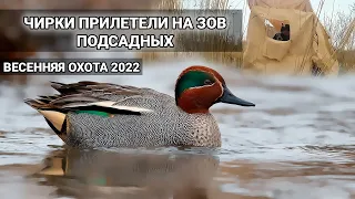 ЧИРКИ слетелись на зов ПОДСАДНОЙ на болоте. Весенняя охота 2021.