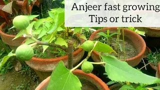 anjeer plant  growing tips and care || anjeer plant ki care kaise karen aur achi growing kaise karen