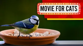 MOVIE FOR CATS - Blue tit Birds (Slow motion Video for cats to watch) 1 Hour