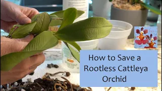 How to Save a Rootless Cattleya Orchid (Hopefully) | Sphag N Bag Rescue Method | Moss and Moisture