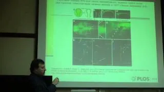 Трансгенные животные и сравнительная эмбриология: из каких эмбриональных зачатков сделаны органы?