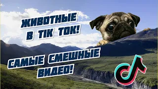 СМЕШНЫЕ ЖИВОТНЫЕ из Тик Ток! Лучшие видео!